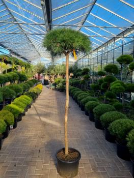 Pinus-nigra-Hochstamm 200cm-Pierrick-Bregeon